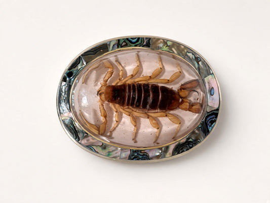 Scorpio Belt Buckle on Faded Pink